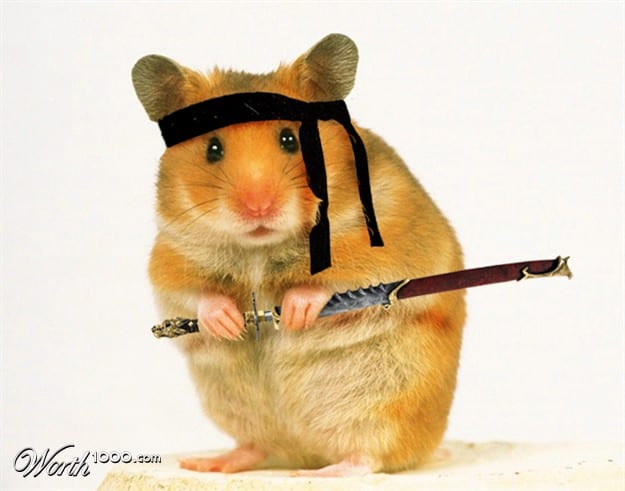 Ninja Hamster